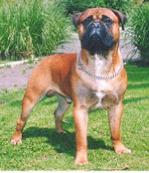INT Ch Falcon-Crest de Agafa l'Ase