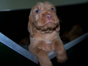A Rinda puppy