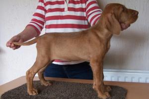 Bitch puppy at 9 weeks available to approved home