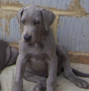 Blue Dane pups at 7weeks