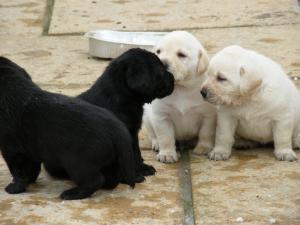 pups