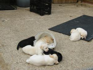 pups