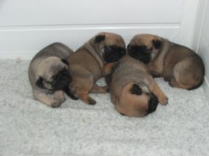 baby pups