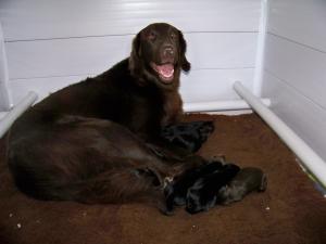 Boogie and puppies