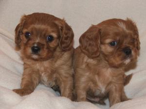 the boys at 5 weeks old