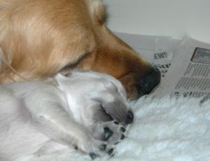 Puppy love