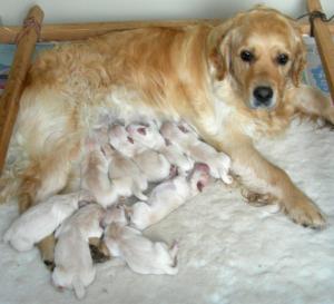Bellini and pups 2 days old
