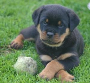 PUP 5weeks
