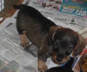 puppy at 8 weeks old