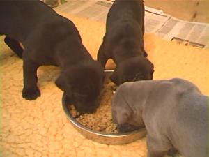 Getting onto the food now