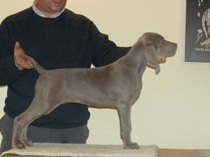 Zilverein Molly Dooker photo taken at 11 weeks 