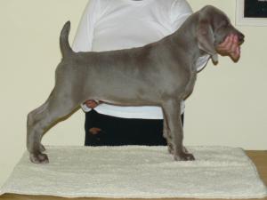 Zilverein Hunter Valley photo taken at 11 weeks