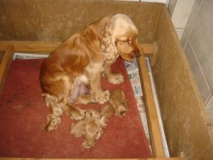 Mum with Pups just a few days old.