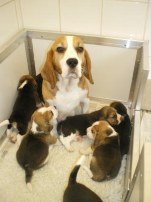 Flo with her puppies @ 3 weeks