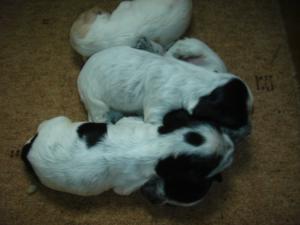 Pups