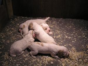 Sophies pups