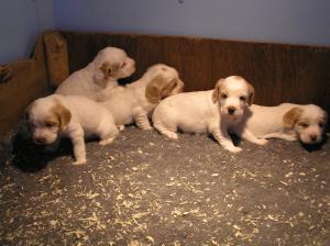 Puppies at 4 weeks old