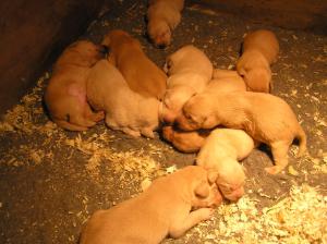 Amber's puppies