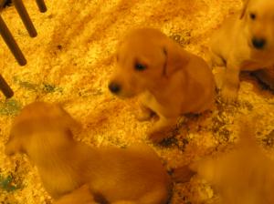Puppies at 5 weeks