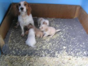 Freya & pups at 2 weeks old