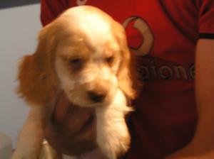 Orange & White pup