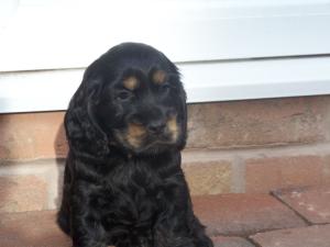 our pretty black and tan bitch