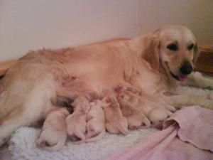 Skye and pups 