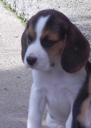 boy pup 8 weeks old