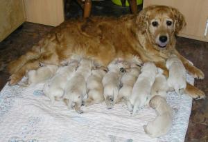 Aoife and her pups - 10 August 2009