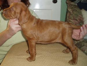 Herlinga puppy aged 5 weeks