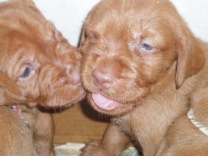 Herlinga Puppies