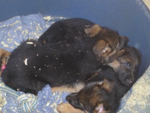 Puppies