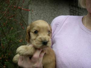 beautiful black, golden or black and tan boys