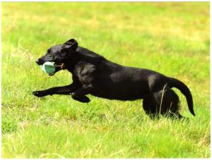 Star (3rd in Novice @ Usk Valley Working Tests)