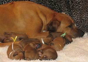 Puppies with mum (Day Four)