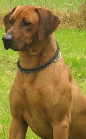 Sire: Flamboyant Fergus at Kingsridge
