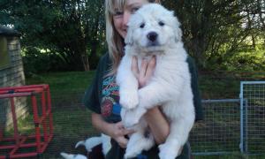 little Snowy pup, aged five weeks