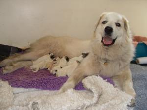 Daisy, happy with her newborn pups