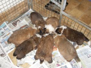 Four weeks old today, tucking into tea!