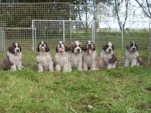 FlutterIslaMollyPadburyRosieCocoaStorm  7wks old