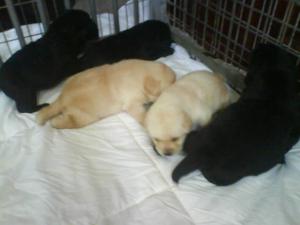 Puppies aged 3weks