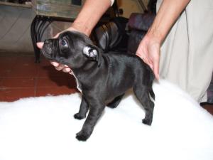 CAYMENSTAFFS ITSY BITSY AVAILABLE