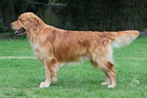 Angus(Glenlomond Quiet Man)by Mrs S.Hayward