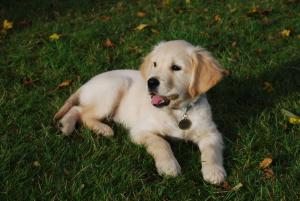 Harley at 3 1/2 months(Anguskye puppy)
