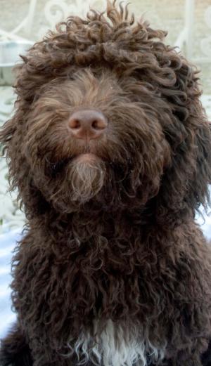 brown pup