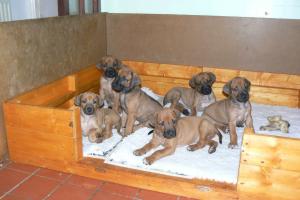 puppies @ 5 weeks