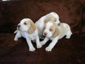 Lori's pup's at 4 weeks old