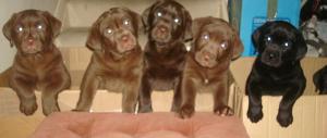 The pups at 7 weeks