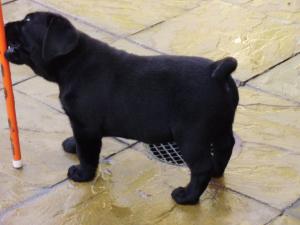 eight weeks old