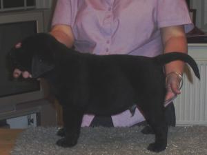 seven wks old